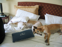 dog friendly hotels